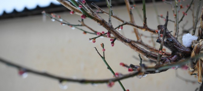 三寒四温。 三寒四温。